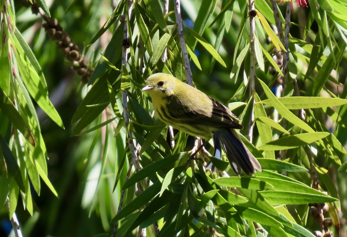 Prairie Warbler - ML642794821