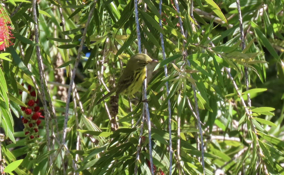 Prairie Warbler - ML642794824