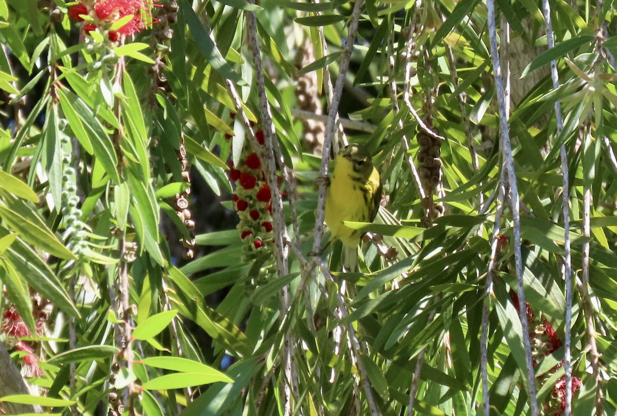 Prairie Warbler - ML642794825