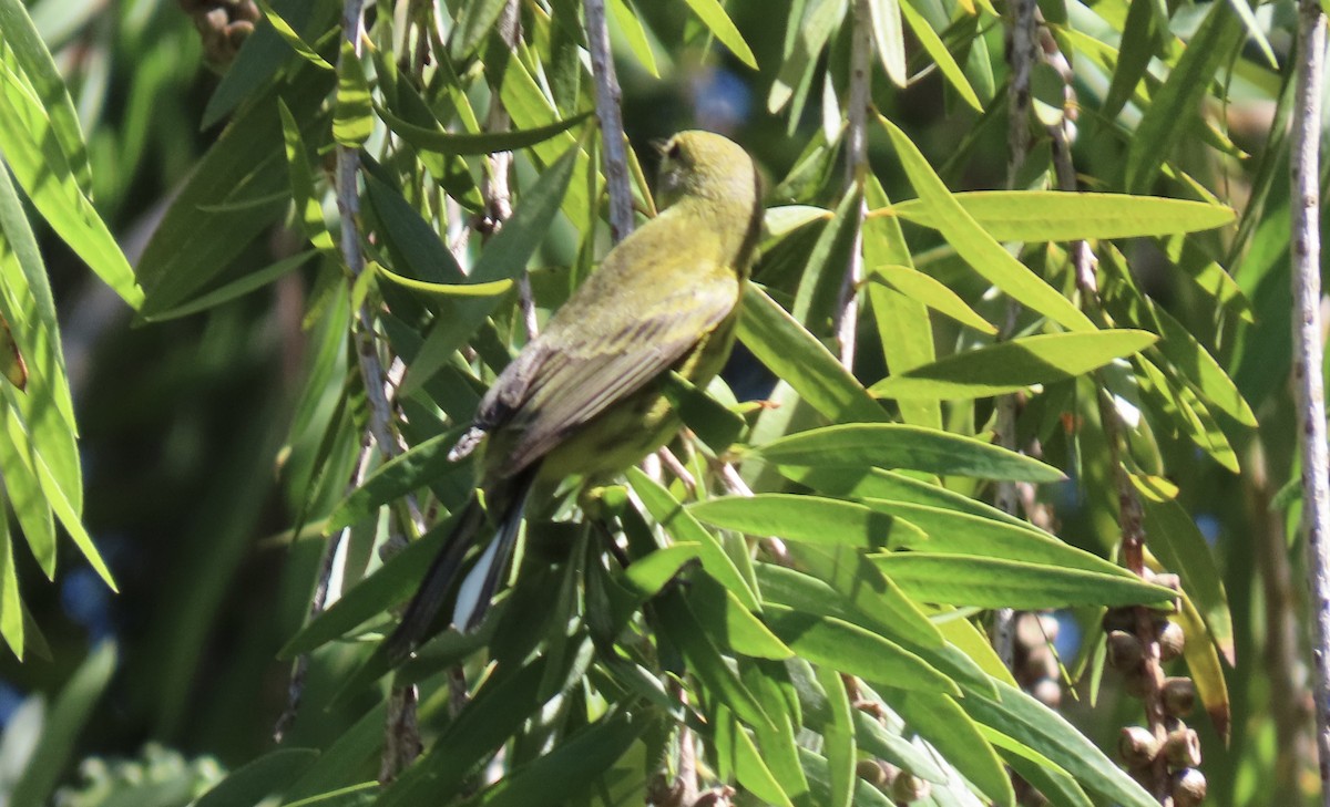 Prairie Warbler - ML642794834
