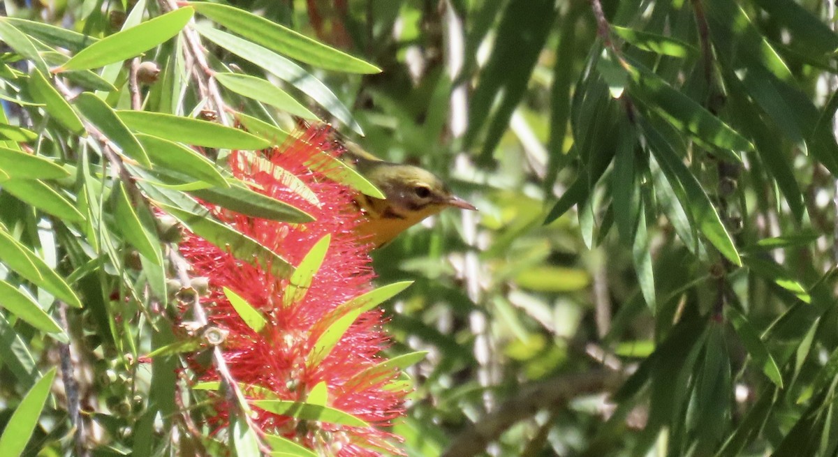 Prairie Warbler - ML642794835