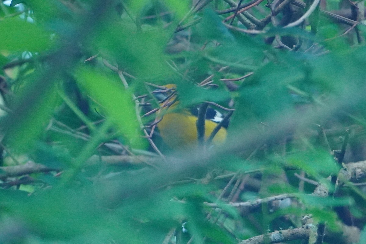 Golden Grosbeak - ML642794838