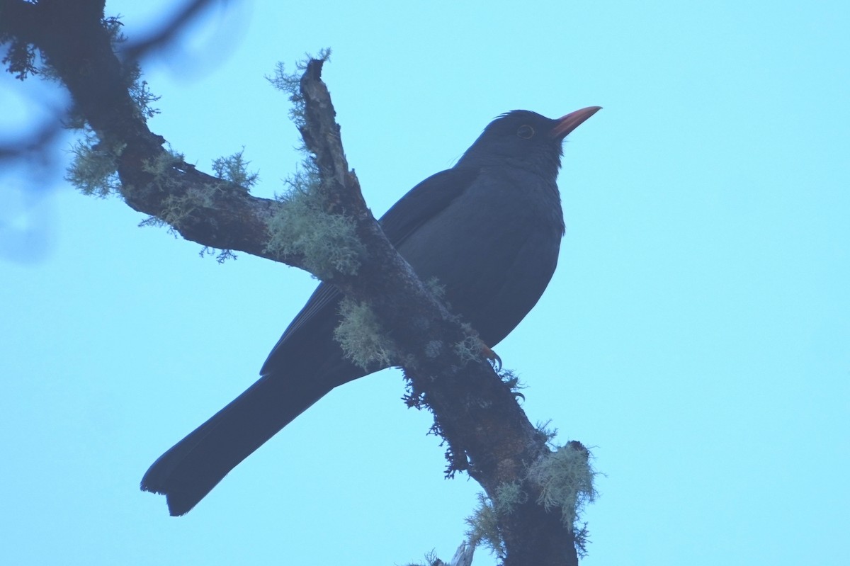 Great Thrush - ML642794844