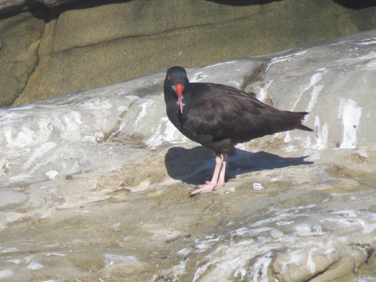 Black Oystercatcher - ML642794852