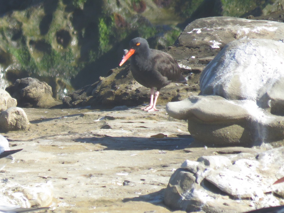 Black Oystercatcher - ML642794853