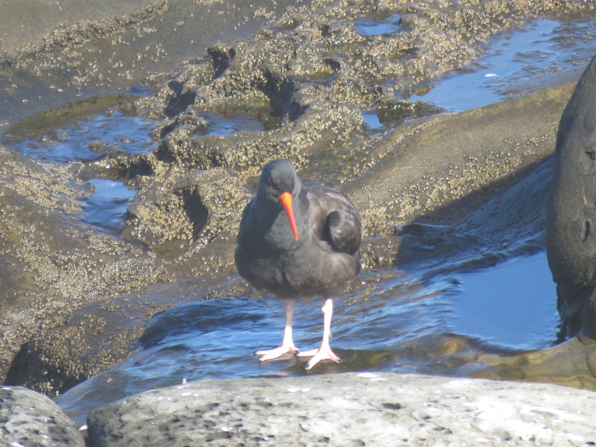 Black Oystercatcher - ML642794854