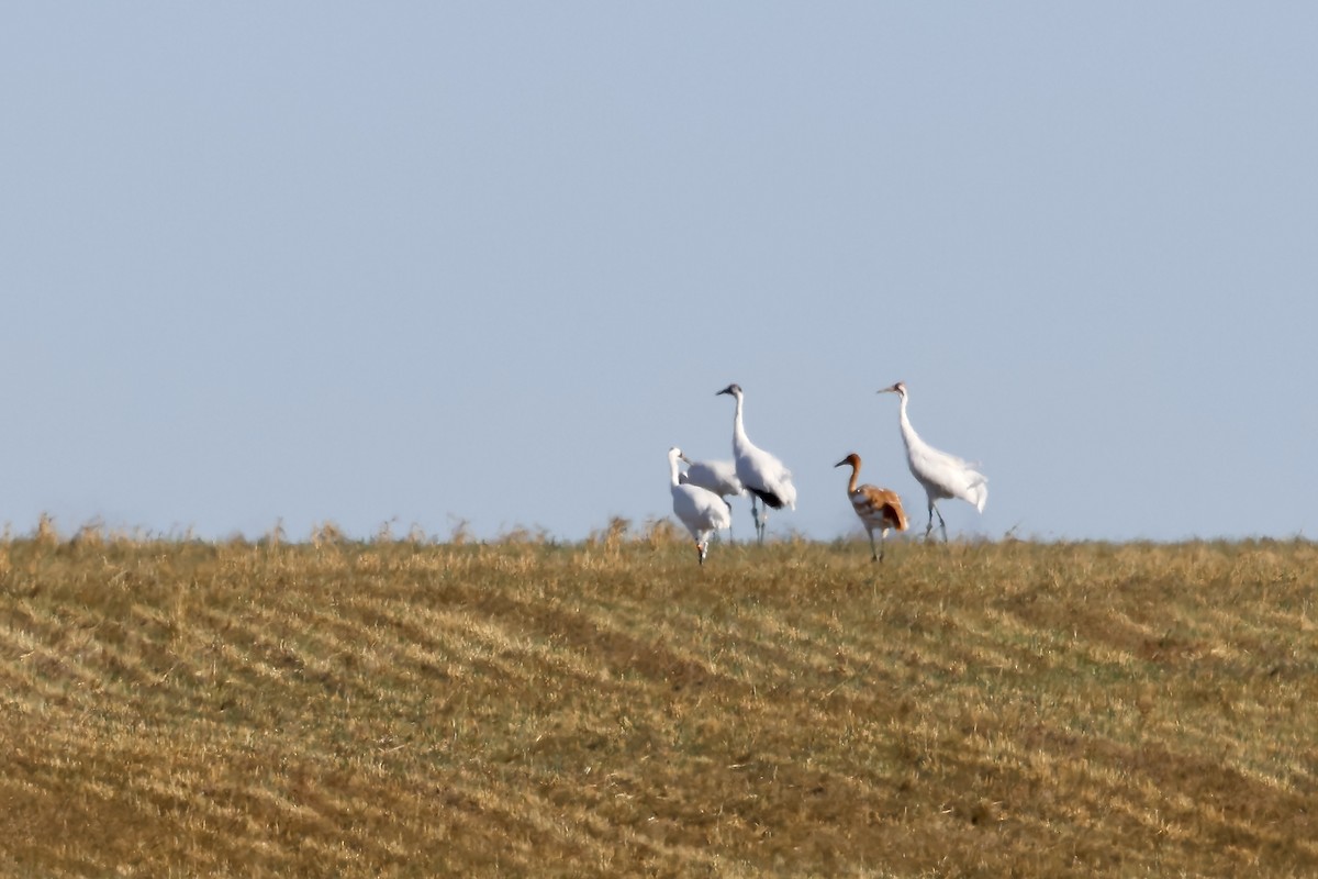 Whooping Crane - ML642794858