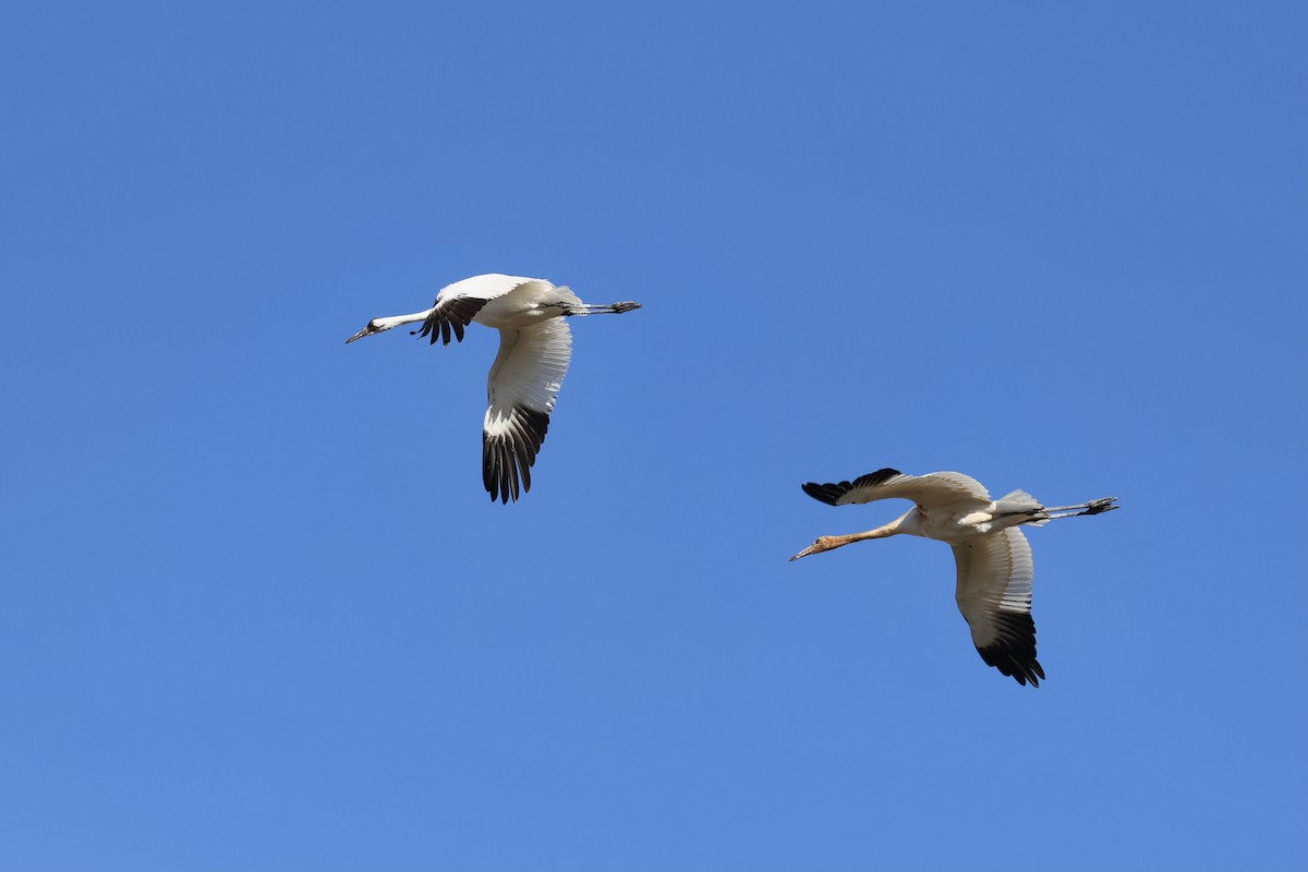 Whooping Crane - ML642794859