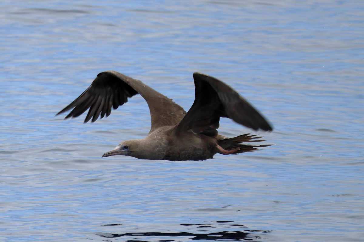 Red-footed Booby - ML642794863
