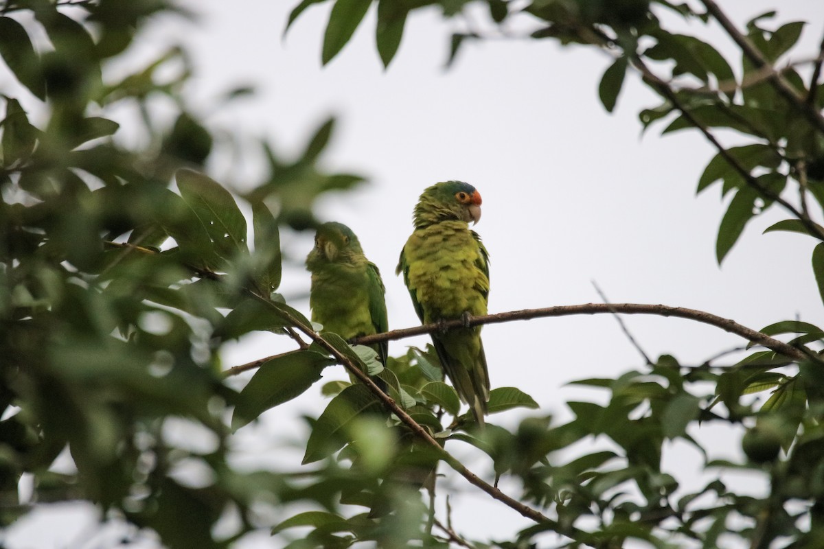 メキシコインコ - ML642794866