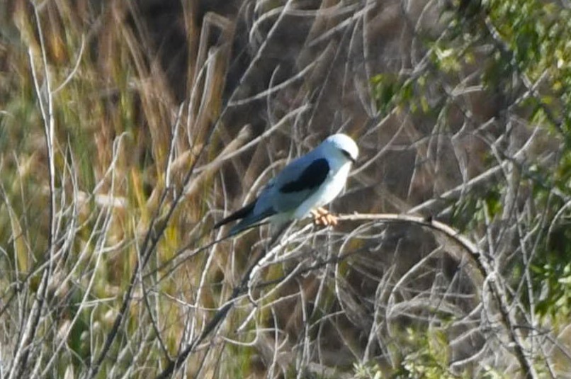 White-tailed Kite - ML642794877