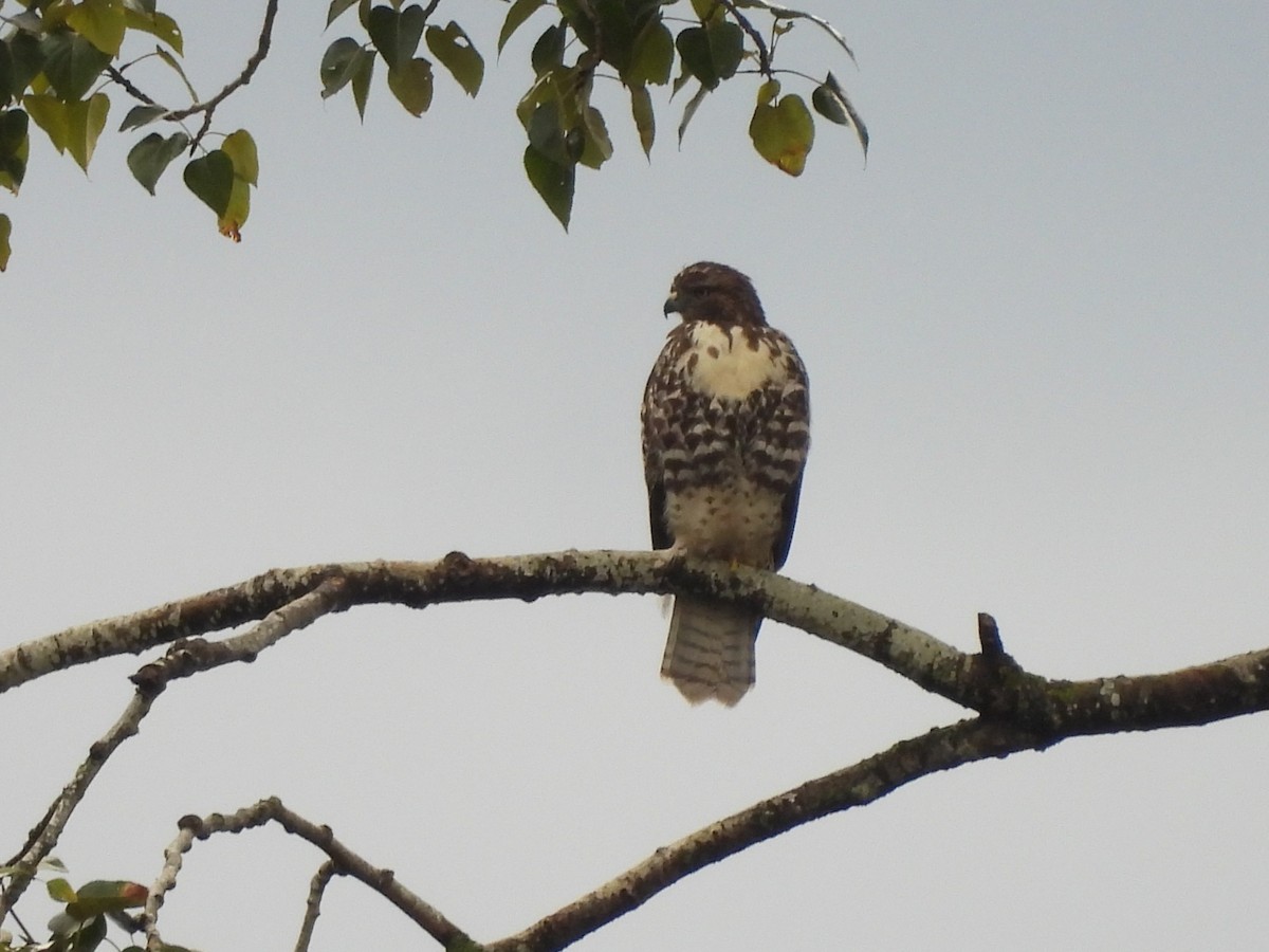 Red-tailed Hawk - ML642794884