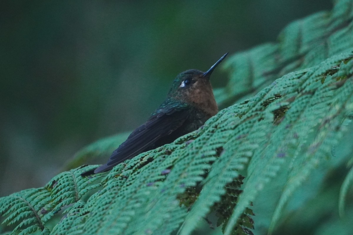Tyrian Metaltail - ML642794885