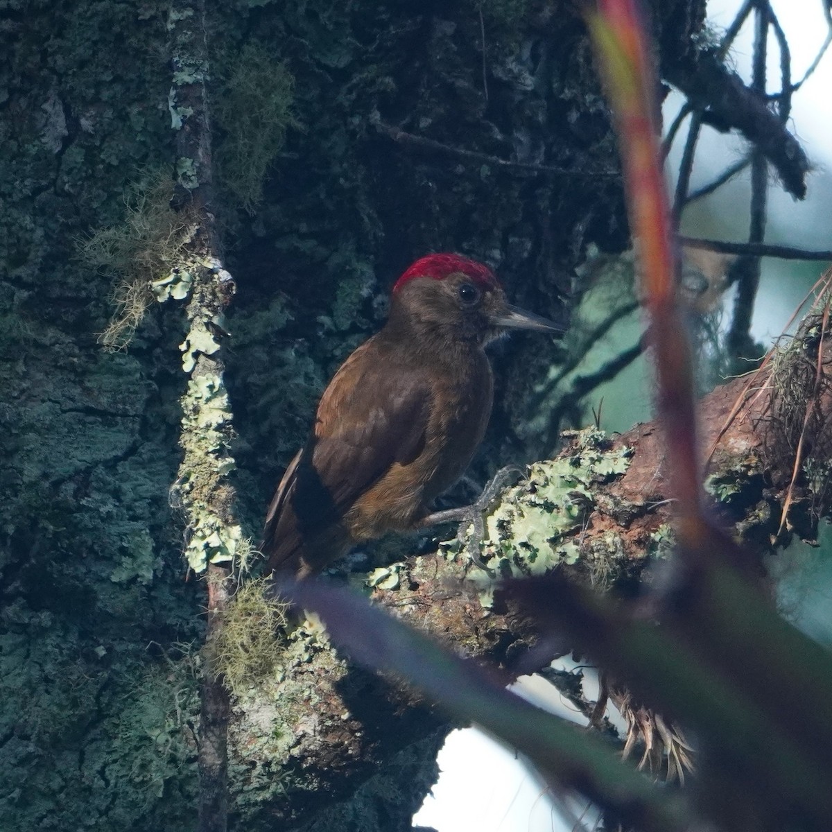 Smoky-brown Woodpecker - ML642794889