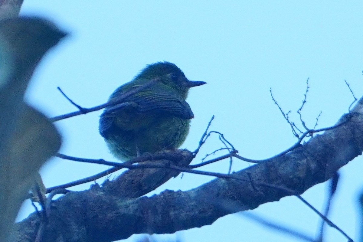 Olive-striped Flycatcher - ML642794890