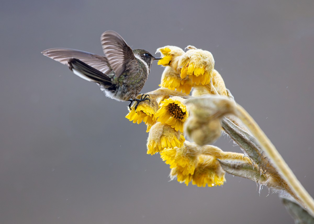 Green-bearded Helmetcrest - ML642794893