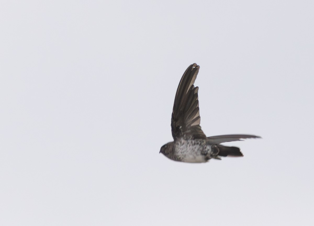 Plume-toed Swiftlet - ML642794894