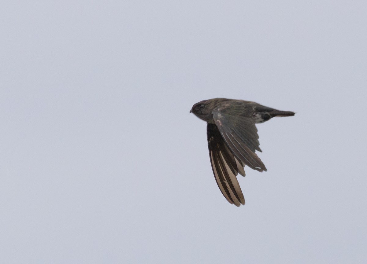 Plume-toed Swiftlet - ML642794895