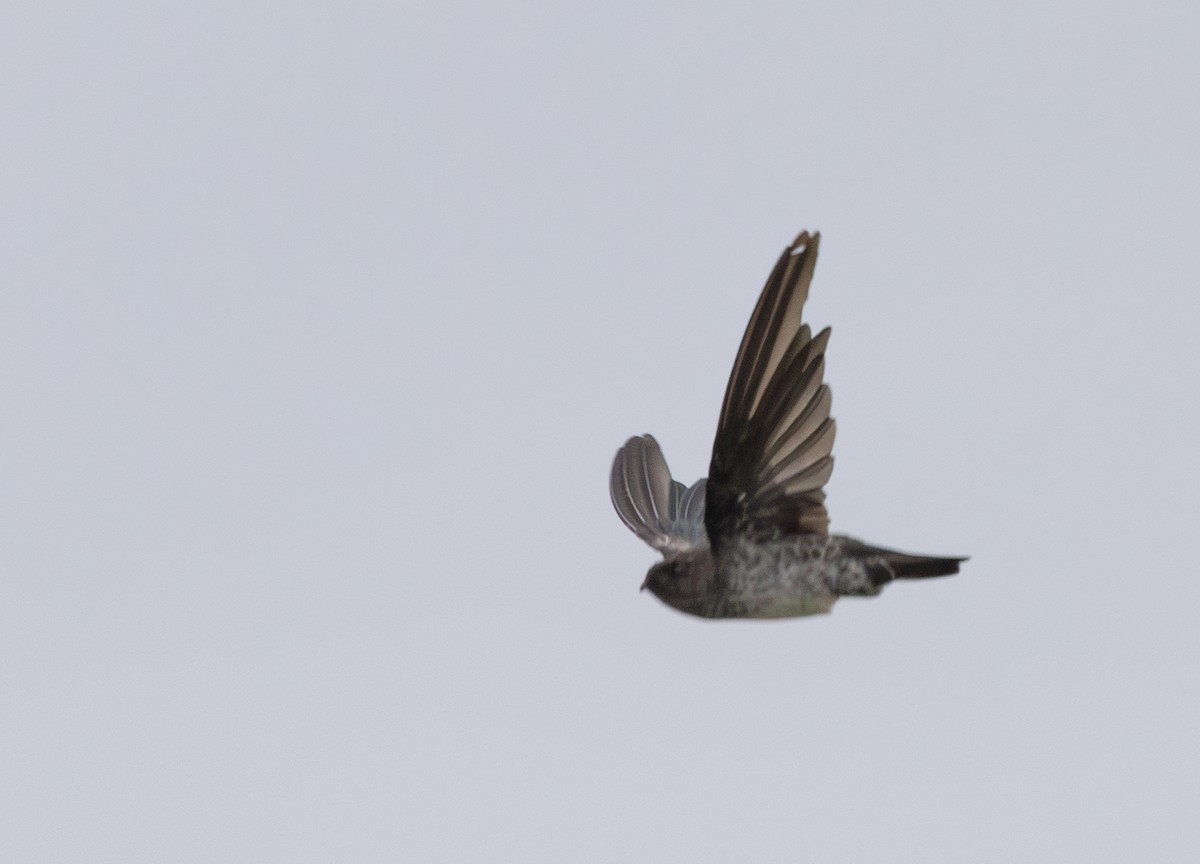 Plume-toed Swiftlet - ML642794896