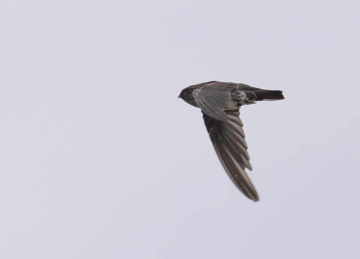 Plume-toed Swiftlet - ML642794897