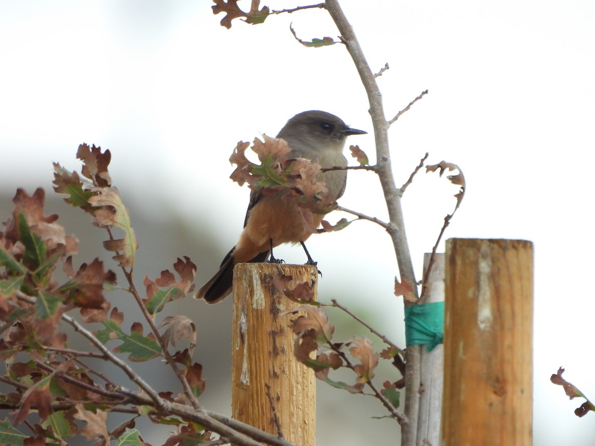 Say's Phoebe - ML642794898