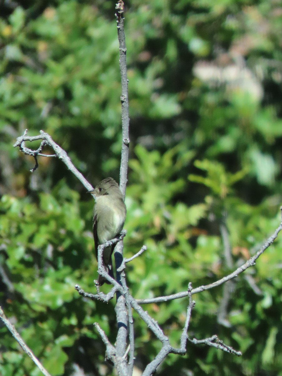 Western Wood-Pewee - ML642794899
