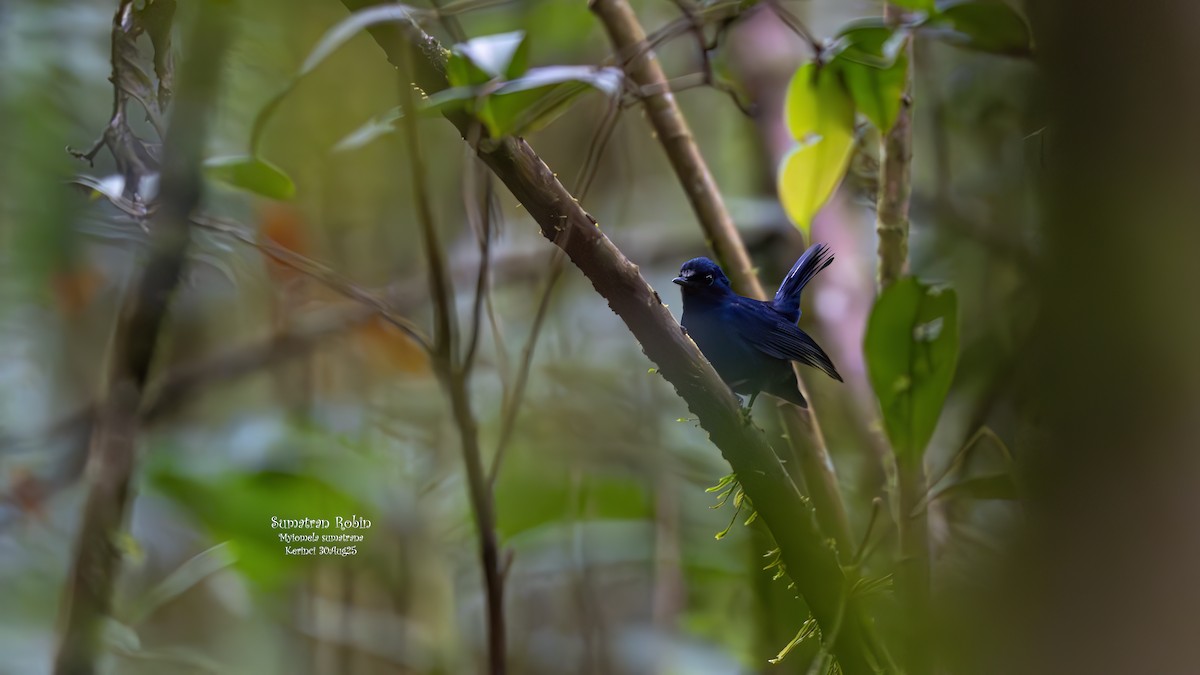 Sumatran Robin - ML642794906