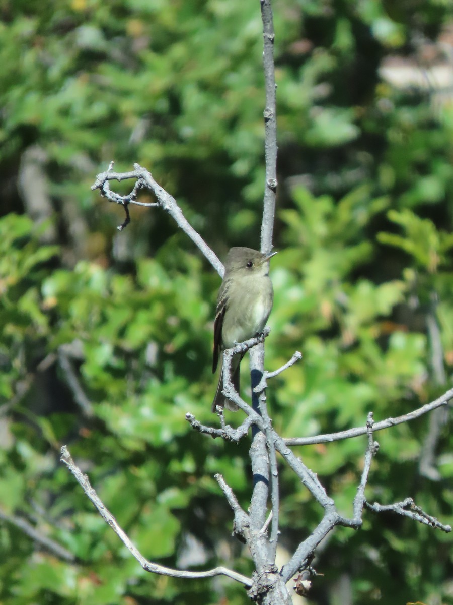 Western Wood-Pewee - ML642794907