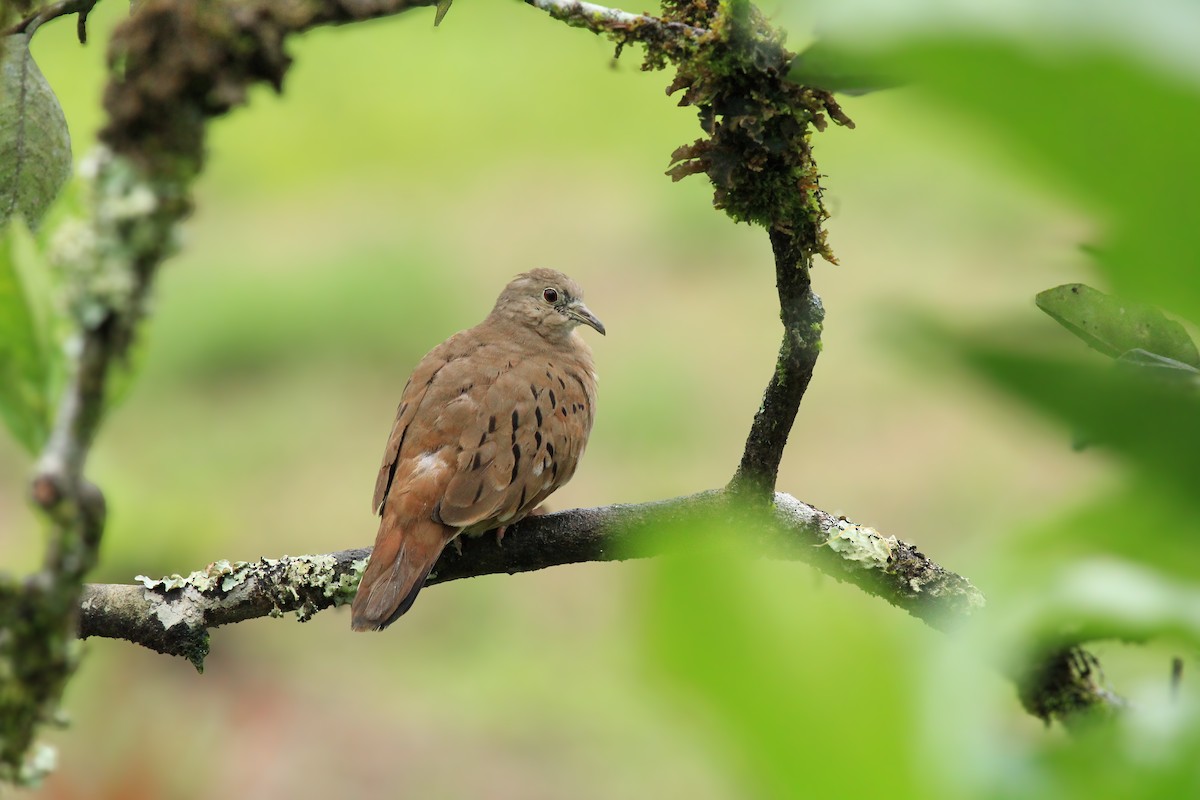 Ruddy Ground Dove - ML642794908