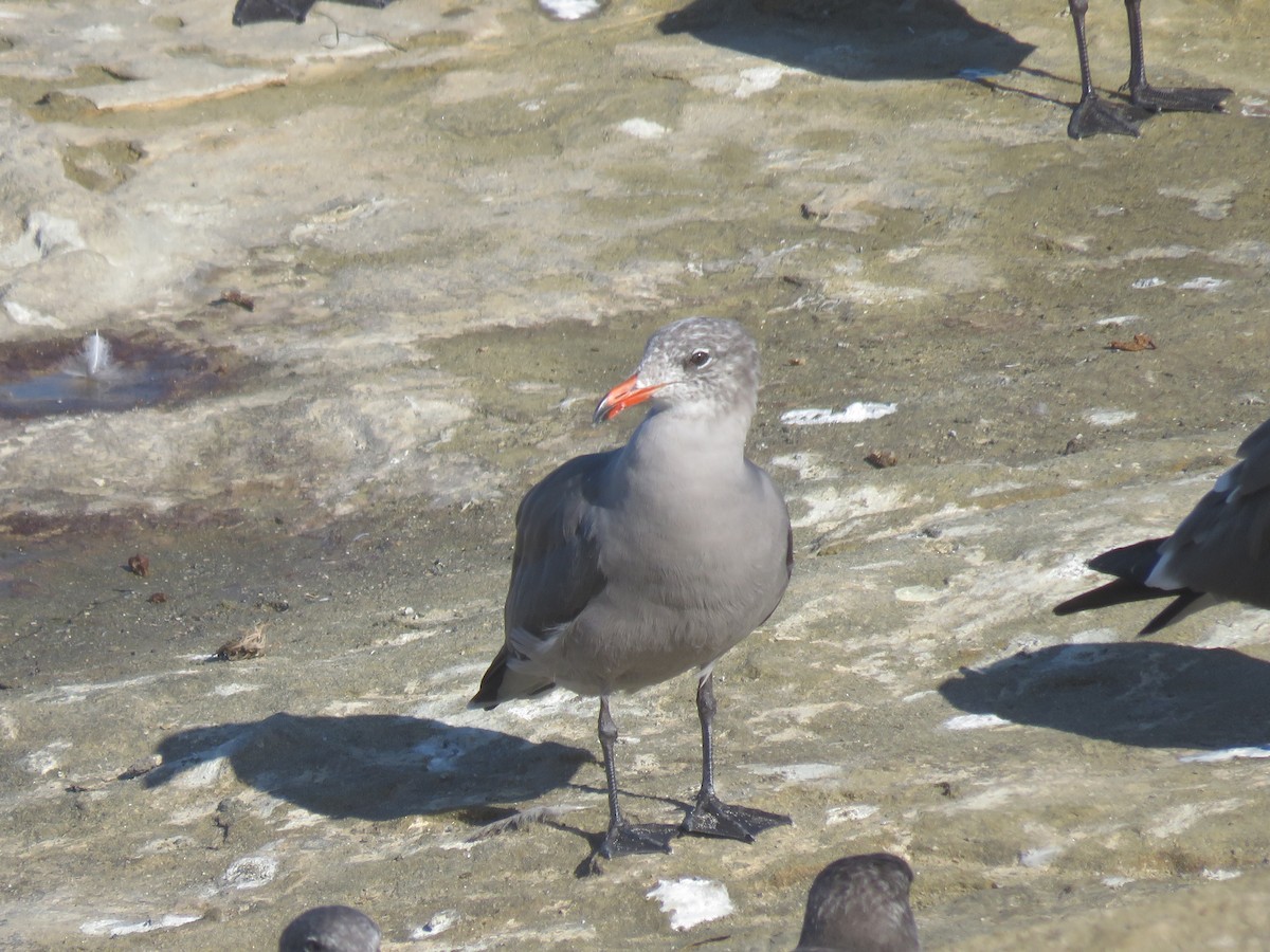 Heermann's Gull - ML642794910