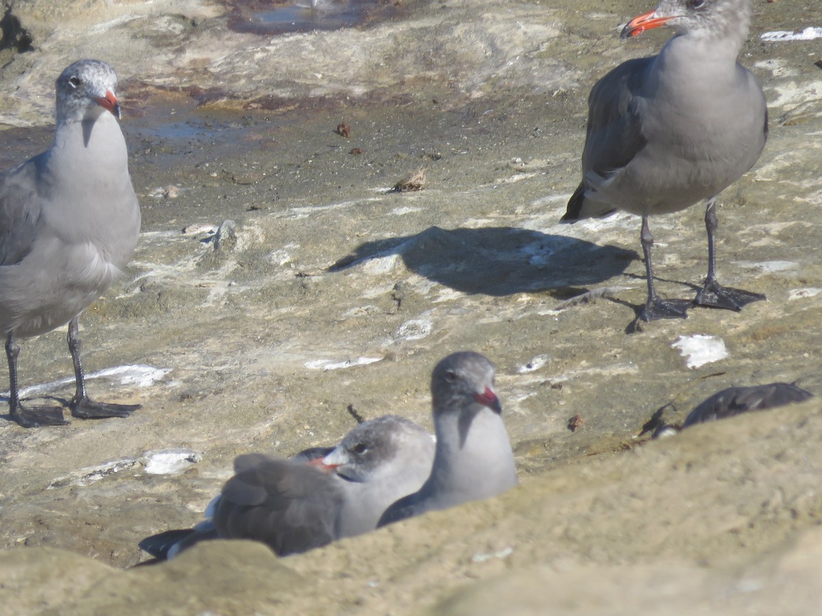 Heermann's Gull - ML642794911