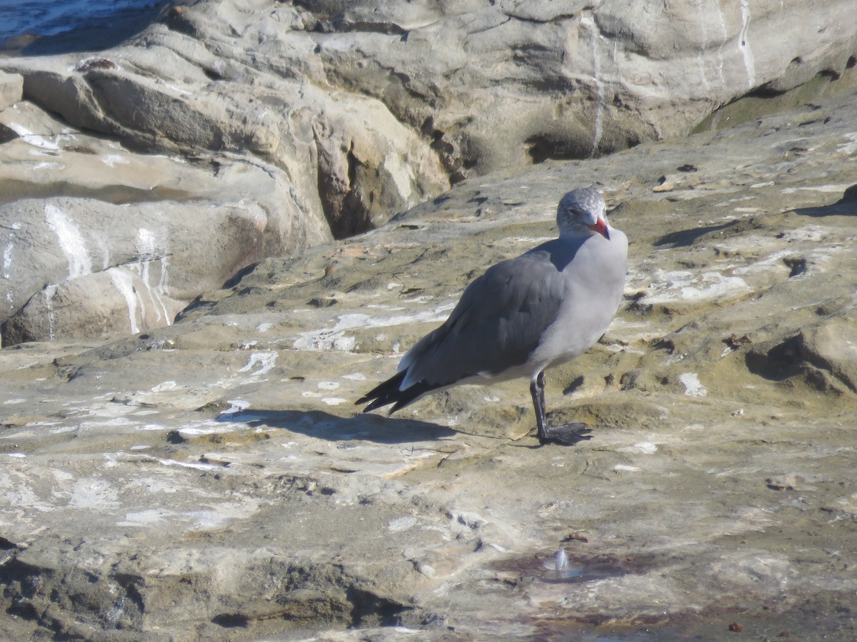 Heermann's Gull - ML642794912