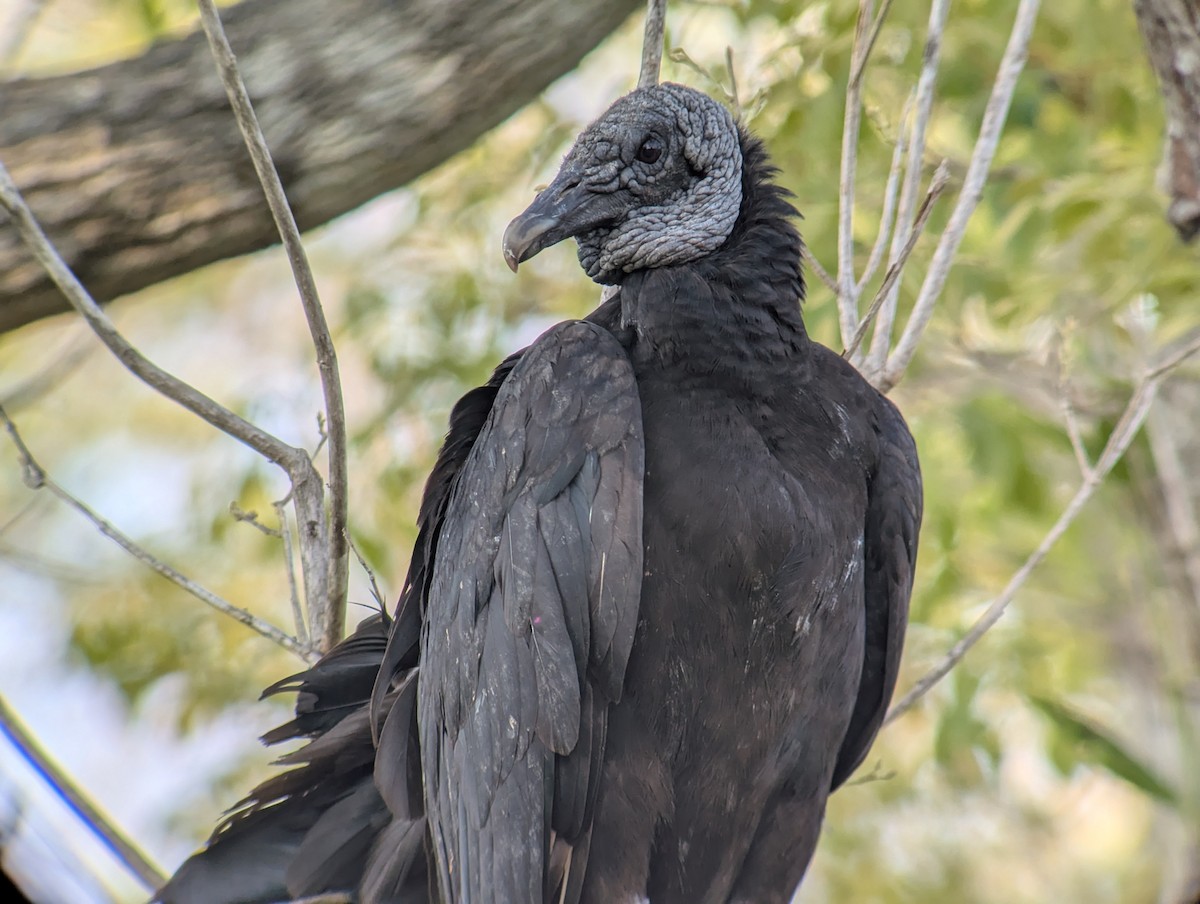 Black Vulture - ML642794913