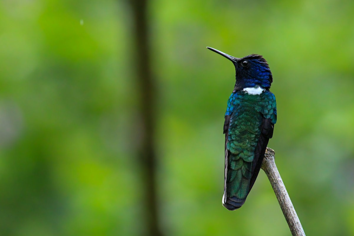 White-necked Jacobin - ML642794914