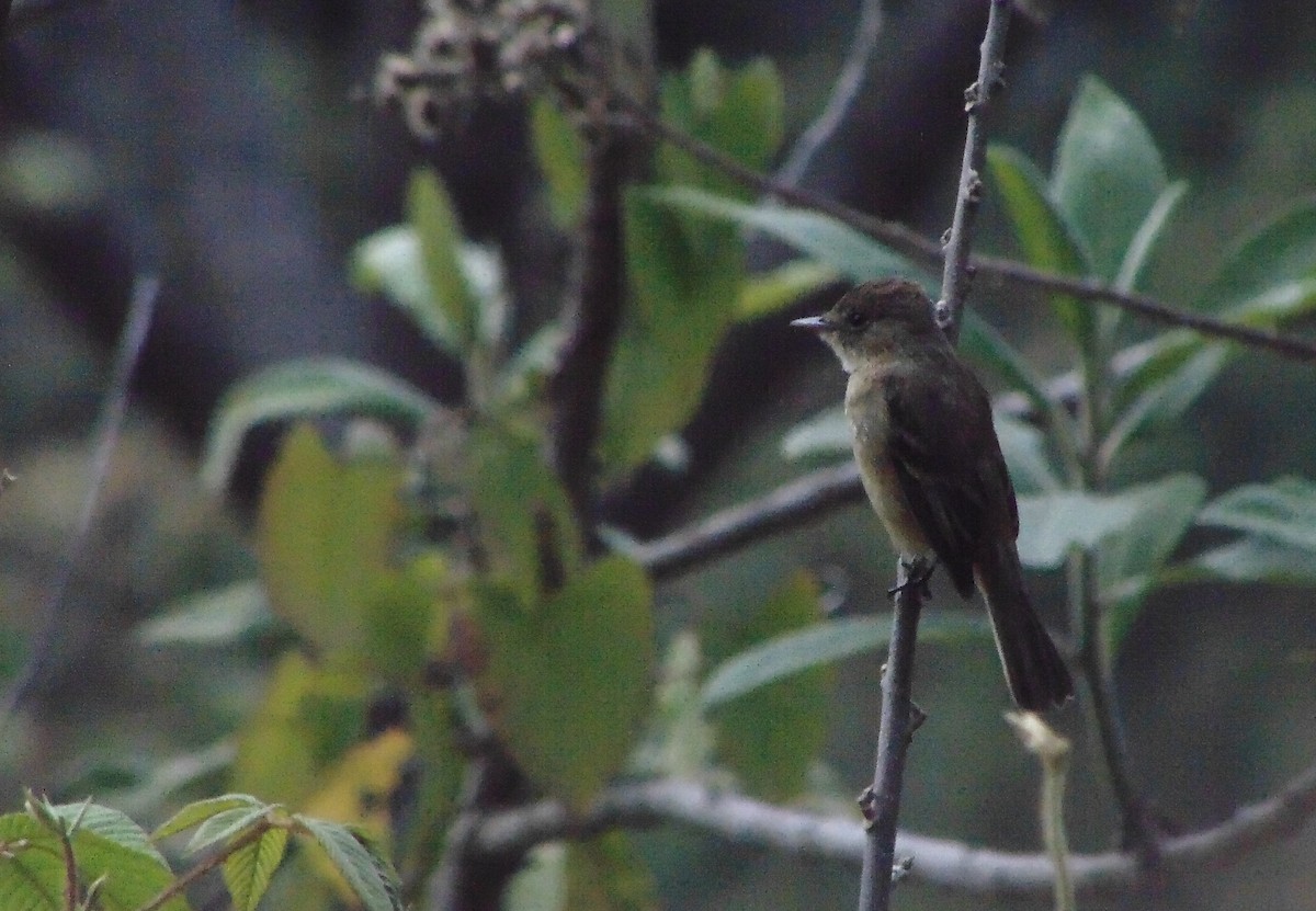 Empidonax sp. - ML642794915