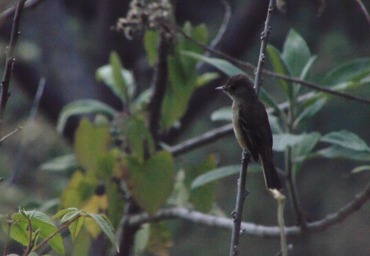 Empidonax sp. - ML642794916