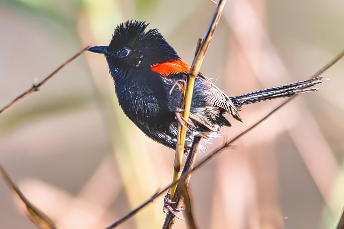 Red-backed Fairywren - ML642794921