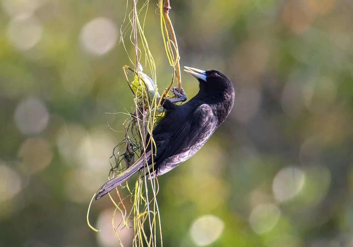 Solitary Black Cacique - ML642794922