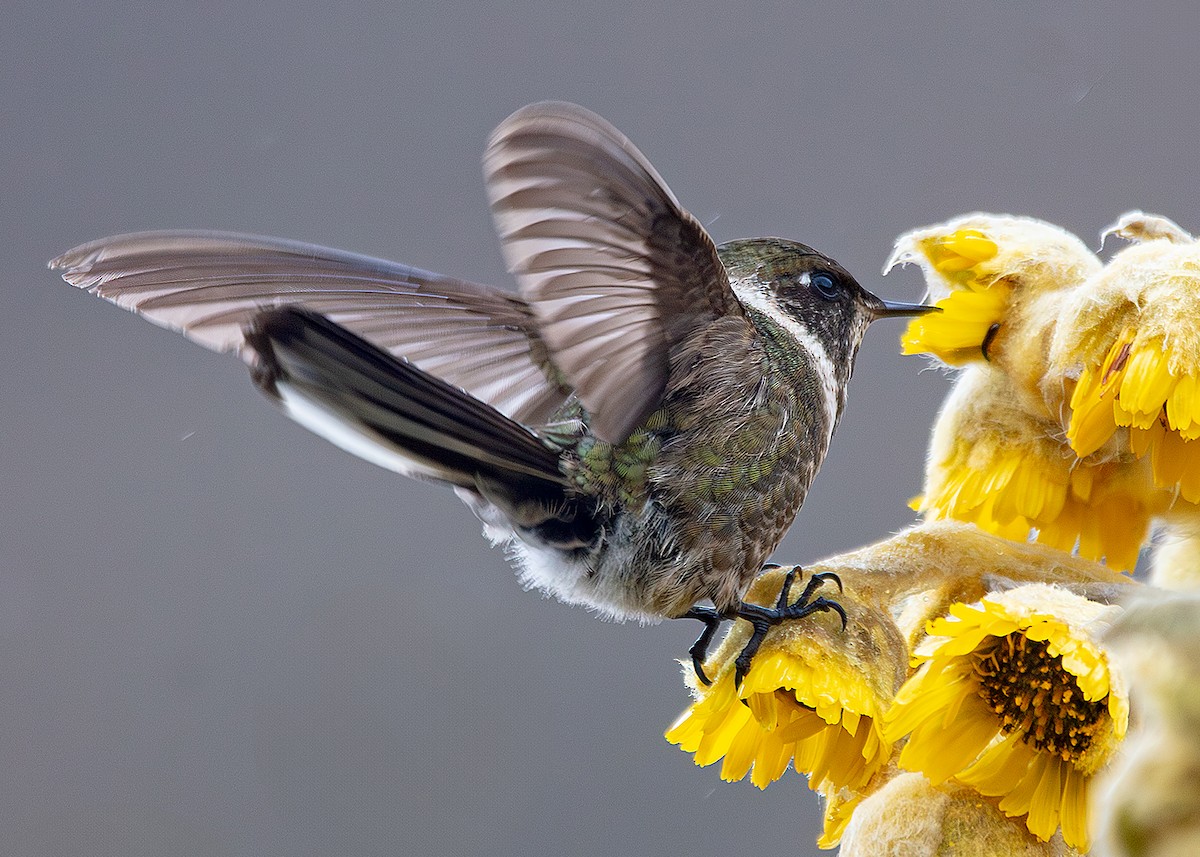 Green-bearded Helmetcrest - ML642794924
