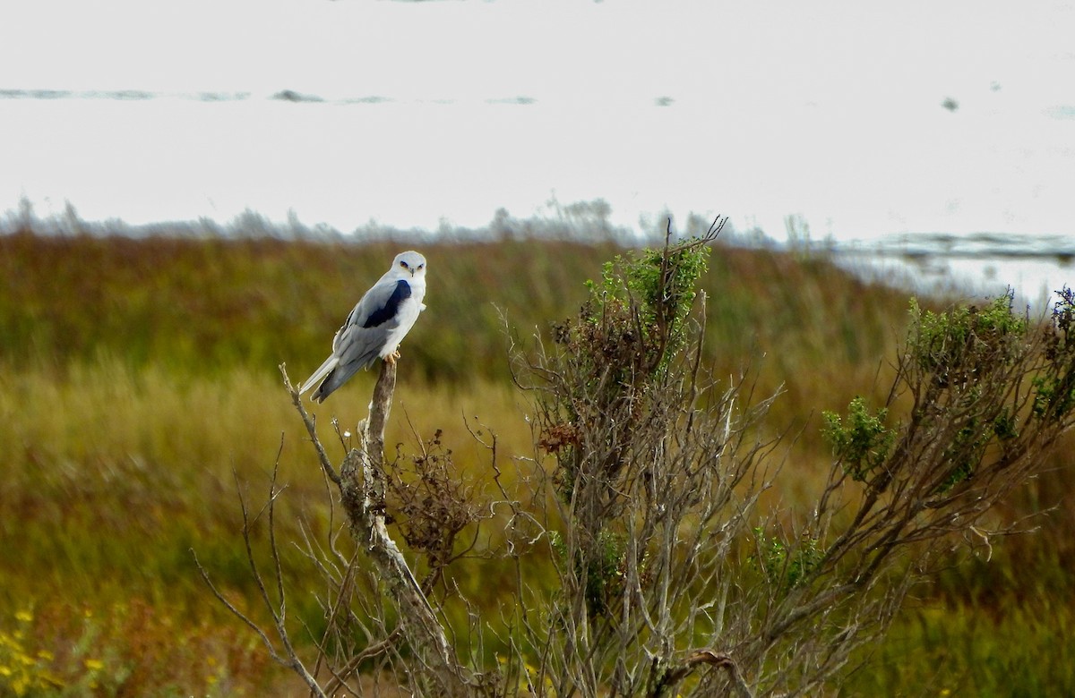 White-tailed Kite - ML642794927