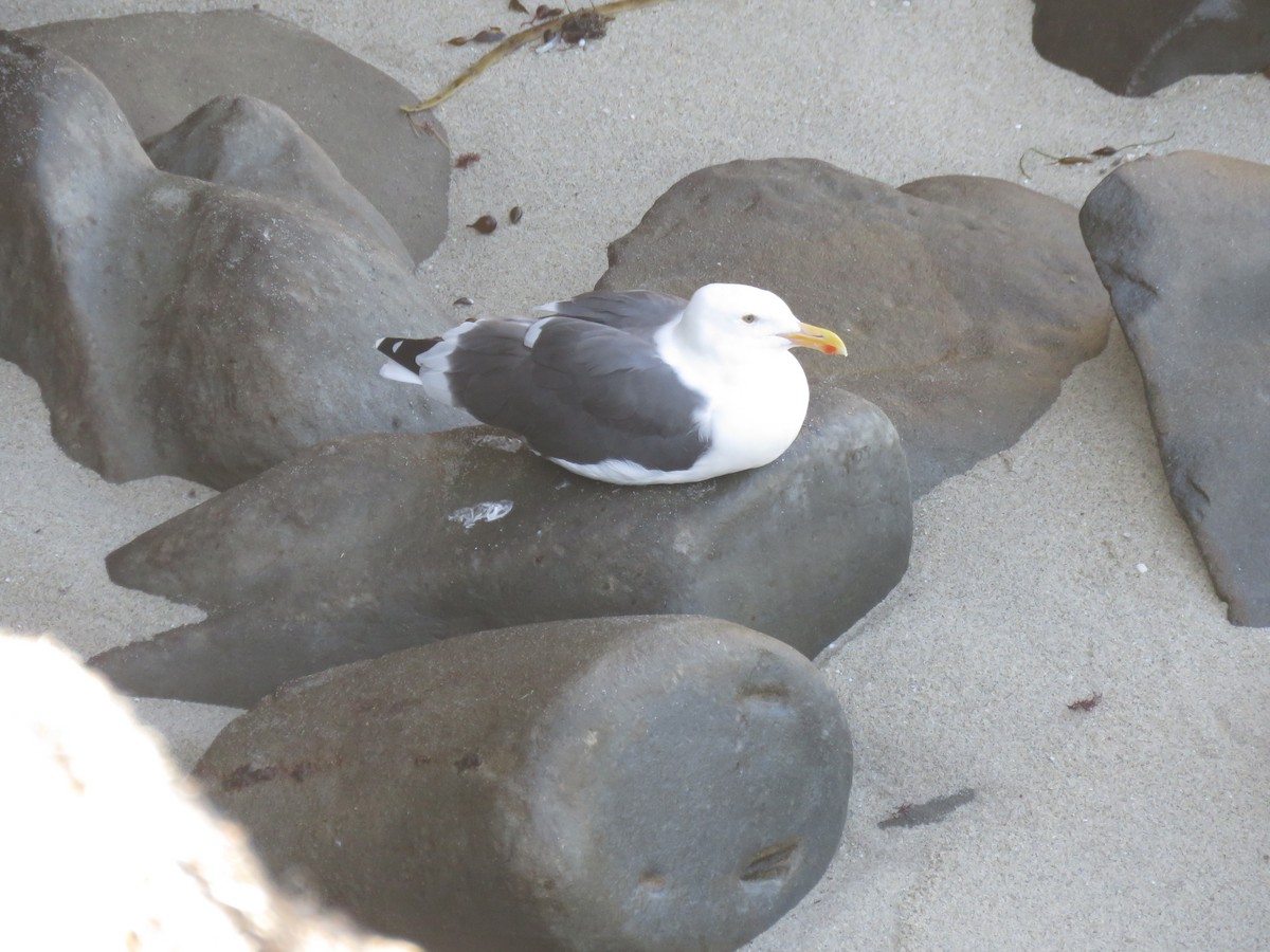 Western Gull - ML642794932