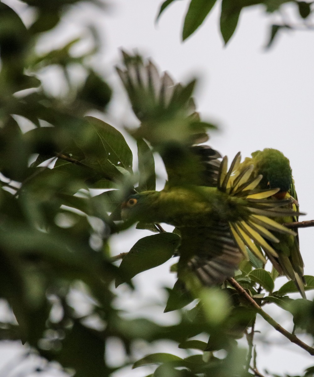 メキシコインコ - ML642794935