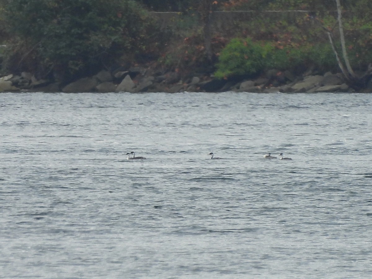 Western Grebe - ML642794941
