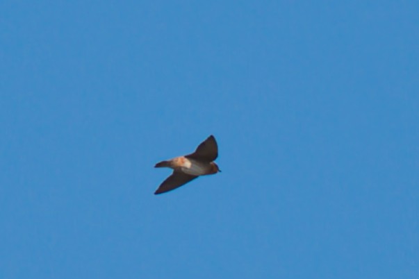 Hirondelle à front brun - ML642794948