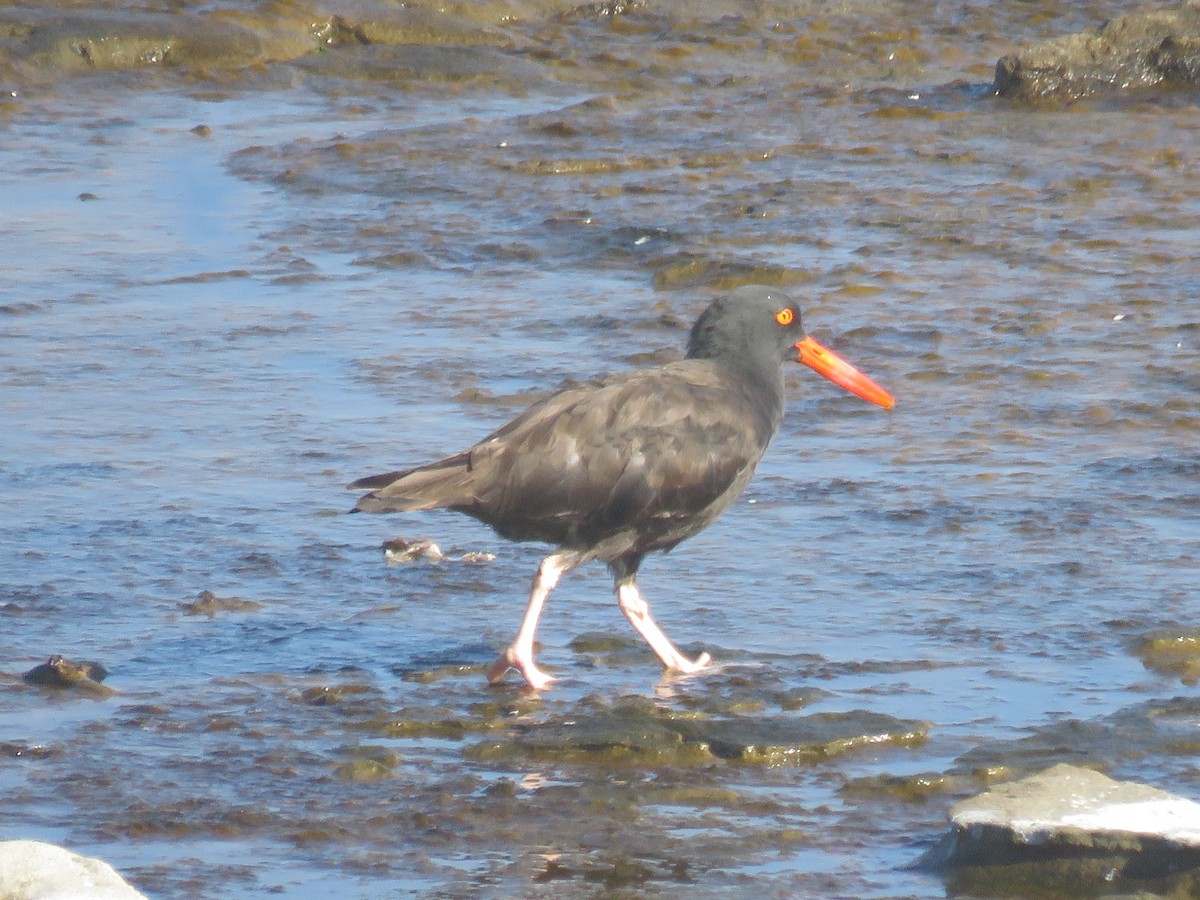 Black Oystercatcher - ML642794951