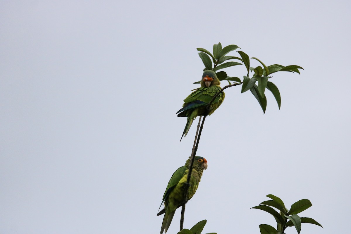 メキシコインコ - ML642794953