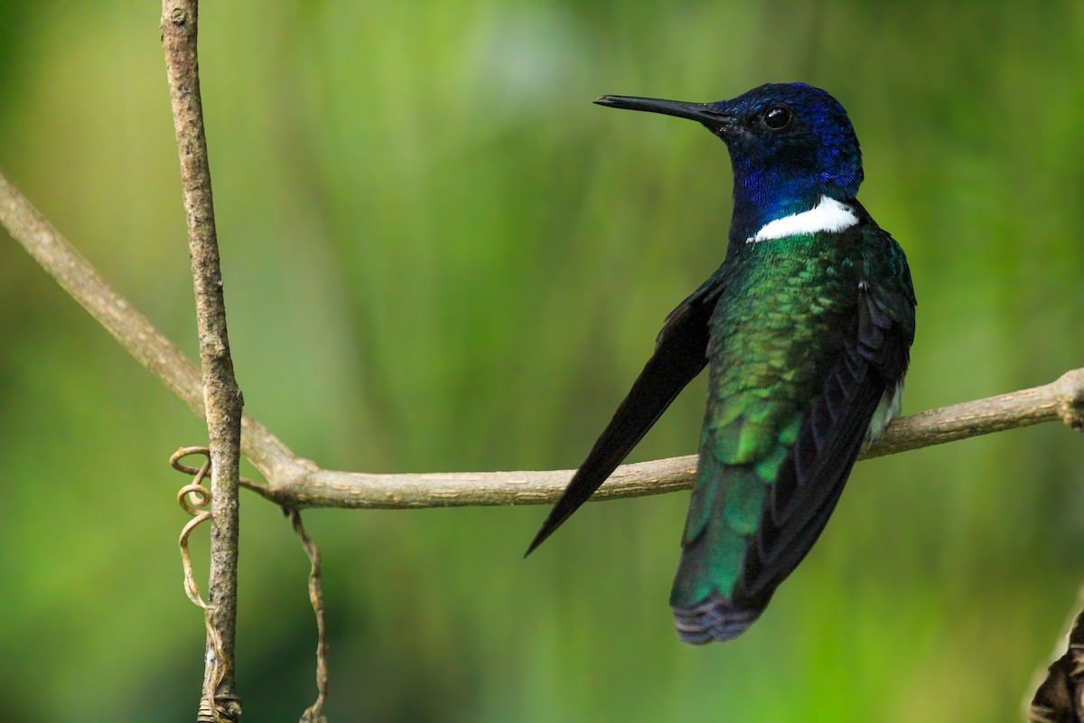 White-necked Jacobin - ML642794955