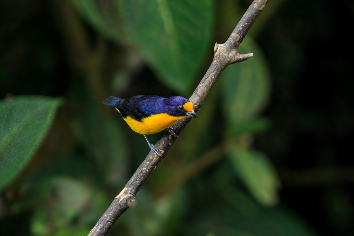 Violaceous Euphonia - ML642794975