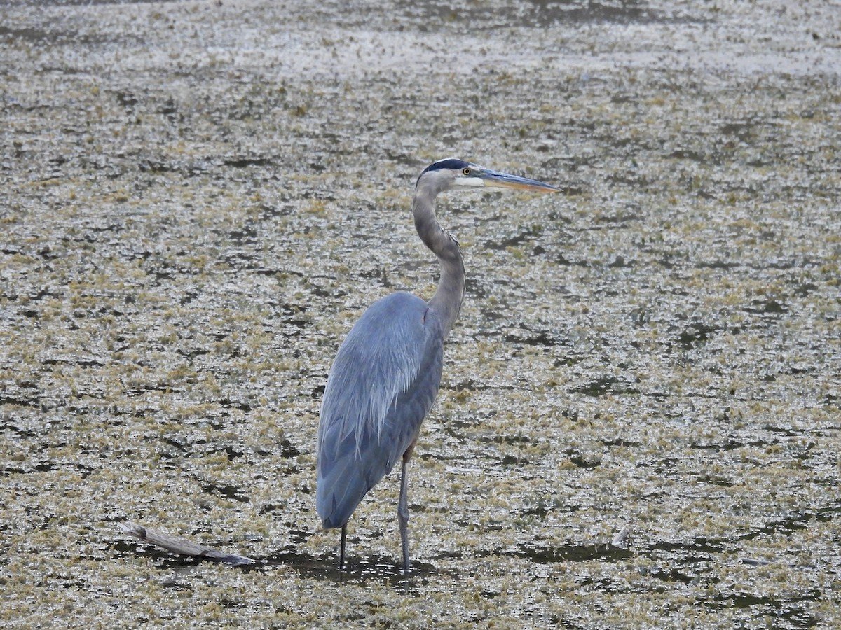 Great Blue Heron - ML642794977