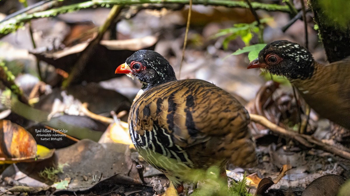 Red-billed Partridge - ML642794978